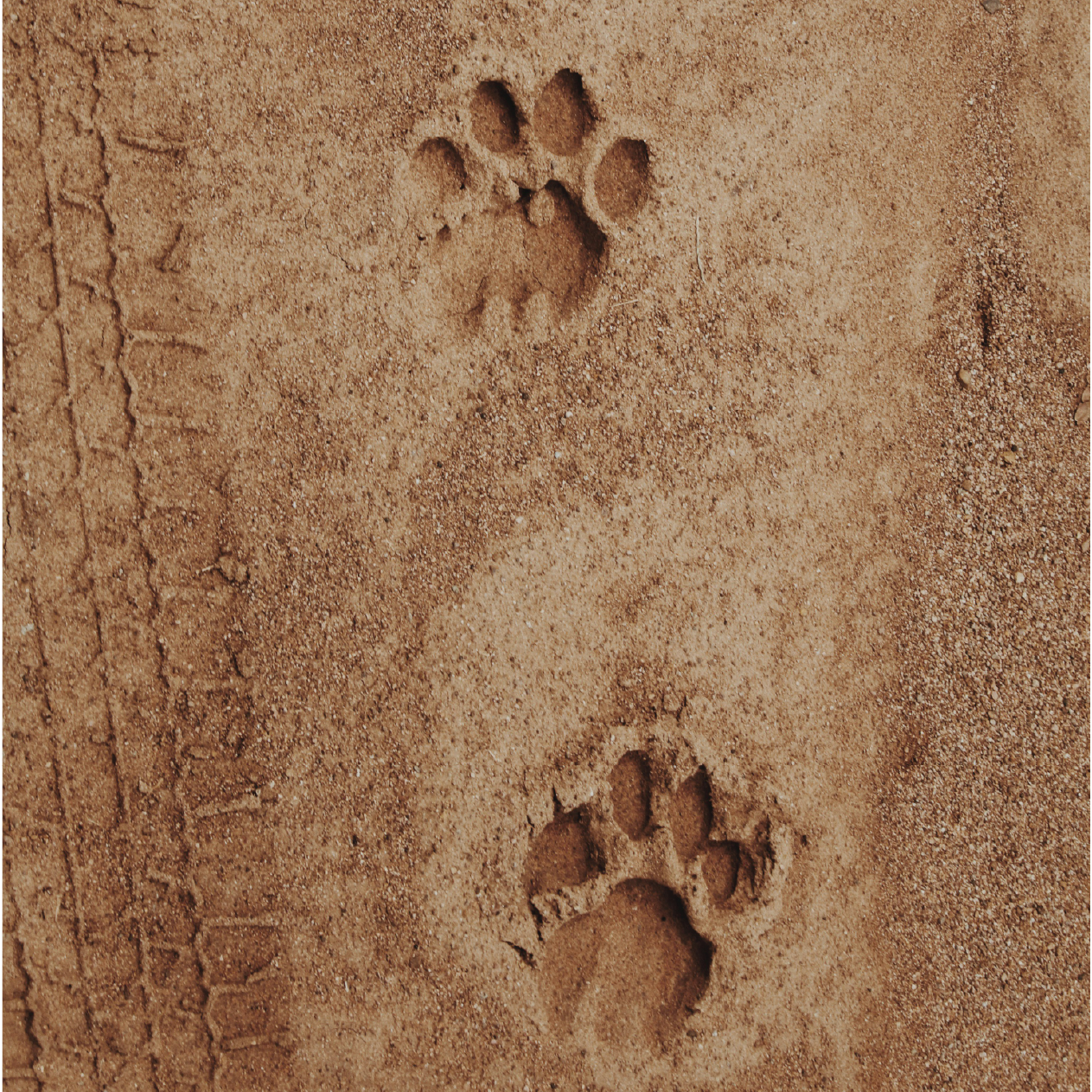 Best Time to Visit Tanzania for Safari